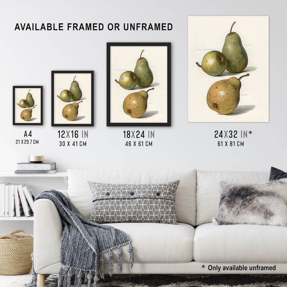 image 1 of Vintage Illustration of Pear Varieties Wright Wall Art Poster Print 12X16"