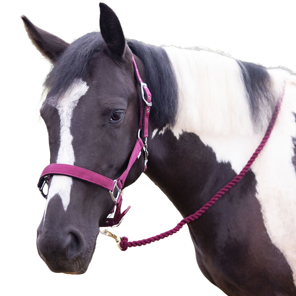 Gallop Premium Padded Horse Headcollar and Leadrope Set | Purple | Purple | One Size | 1