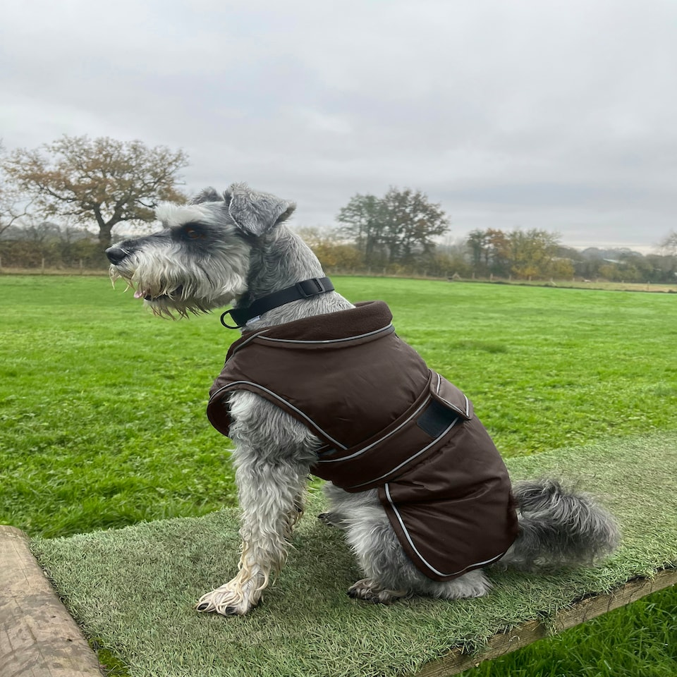 image 1 of HugglePets Arctic Armour Dog Coat Brown | XL