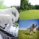 image 4 of Pegdev Hardwearing Grass Seed Resilient Lawn High Yield for Gardens & Parks 1kg