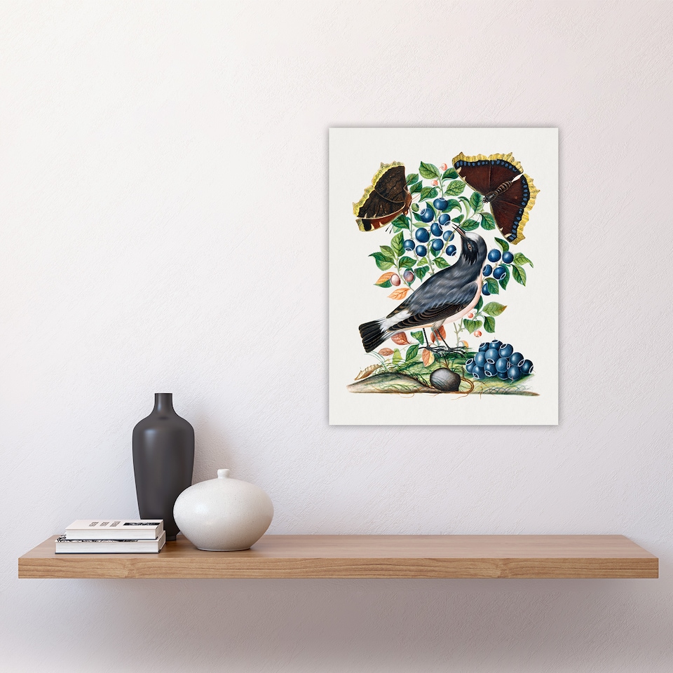 image 1 of Northern Wheatear and Mourning Cloak Bolton Wall Art Poster Print