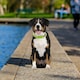 image 2 of Small Nylon Adjustable Dog Collars - 25cm - 40cm | Green | Not provided | 1