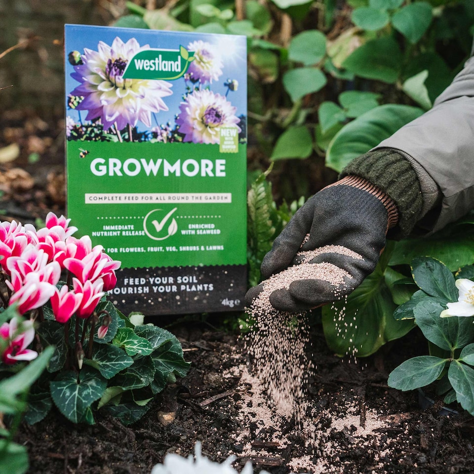 image 1 of Westland Growmore Fertiliser