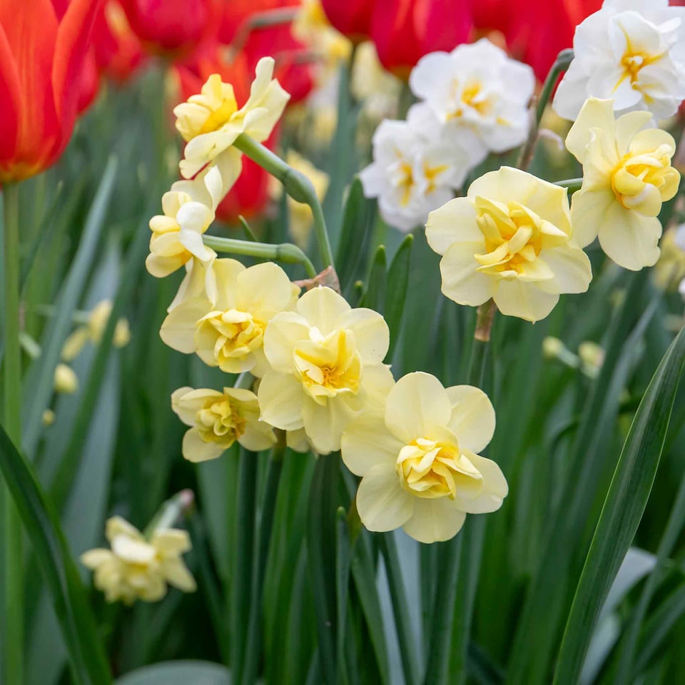 image 1 of Marshalls Garden Daffodil Bulbs 'Yellow Cheerfulness' 10 Pack Double Fragrant Yellow