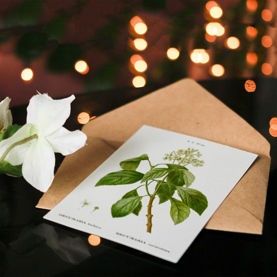 image 1 of Pierre-Joseph Redouté Art Card Climbing Hydrangea Flowers