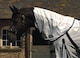 image 2 of Rhinegold Fly Rug With Neck Cover | White | Colour: Zebra
Size: 4ft 6
