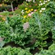 image 1 of Carbeth Plants 2 x Kale Dwarf Green Curled Vegetable Plant - 6 pack - Easy Grow Kitchen Garden