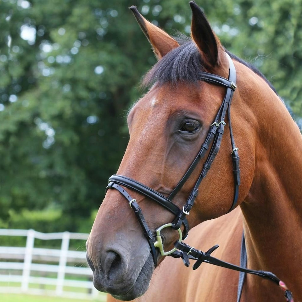 image 1 of Gallop Equestrian Padded Bridle + Rubber Reins Black | Size: Shetland Pony
Colour: Black