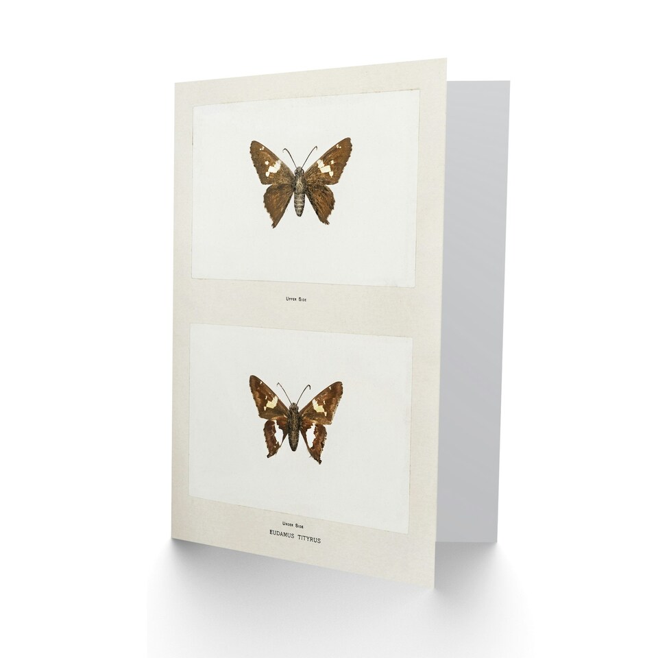image 1 of Sherman Denton Art Card Silver Spotted Skipper Butterfly
