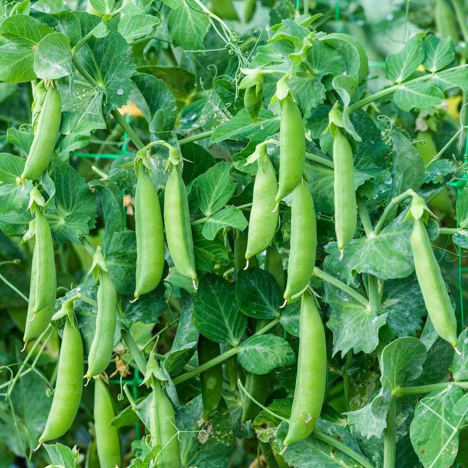 image 1 of Marshalls Garden Pea Seeds 'Sugar Sprint' | Green | Green | Seeds