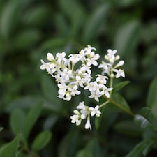 Ligustrum vulgaris Liga 9cm Potted Plant x 3