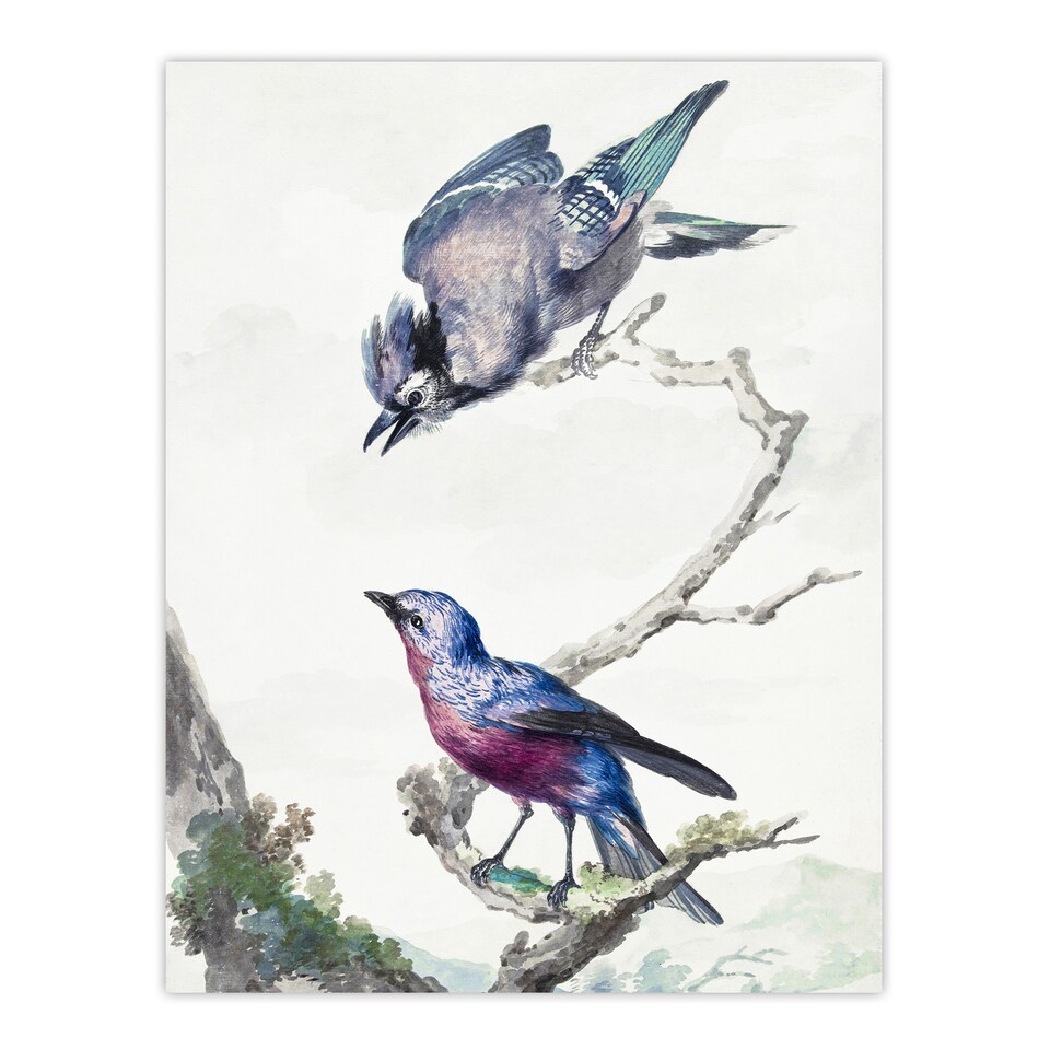 image 1 of Blue Jay and a Purple Breasted Cotinga Schouman Huge Wall Art Print 18X24 In