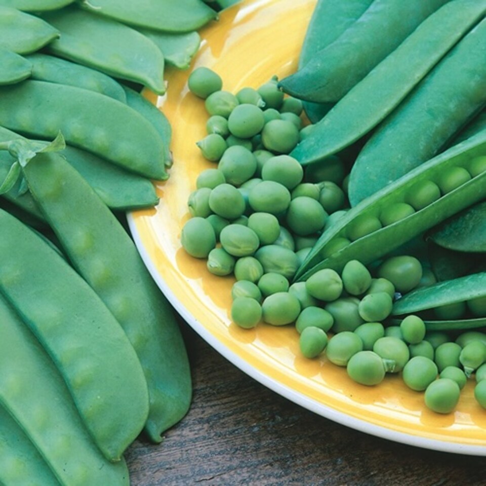 image 1 of Pea (Mangetout) Delikata | Multi | Green