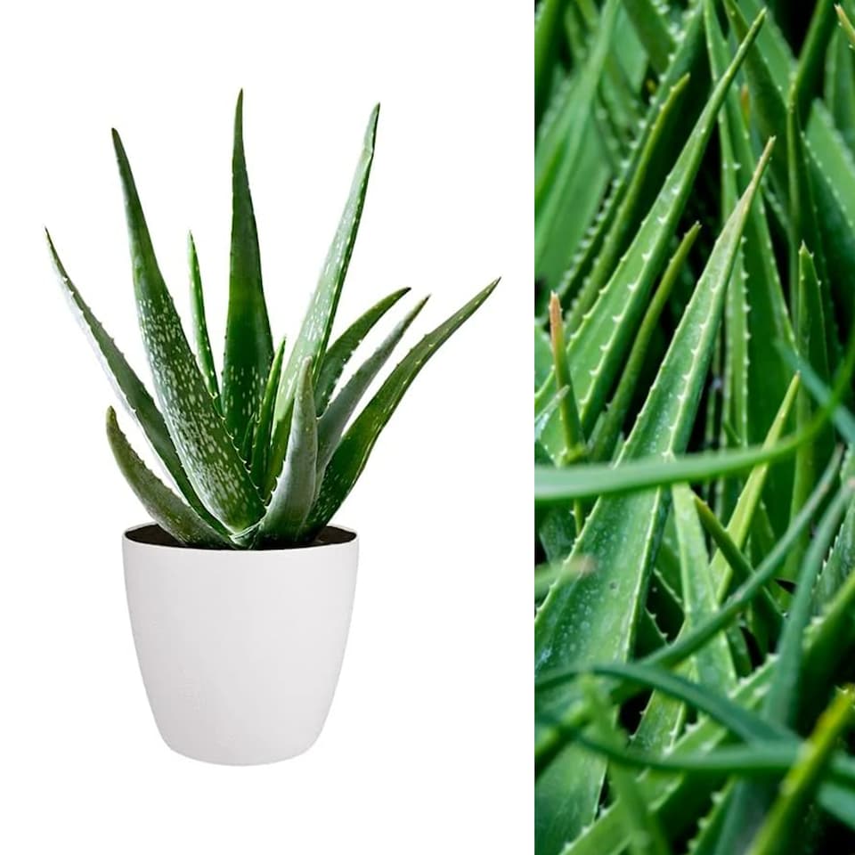 image 1 of Carbeth Plants Aloe Vera Plant with White Decorative Pot - Ideal Houseplant for Home & Office