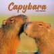 image 1 of Capybara 2026 Calendar | Square Wall Calendar | Animal Gift | Plastic Free Packaging | by Avonside Publishing