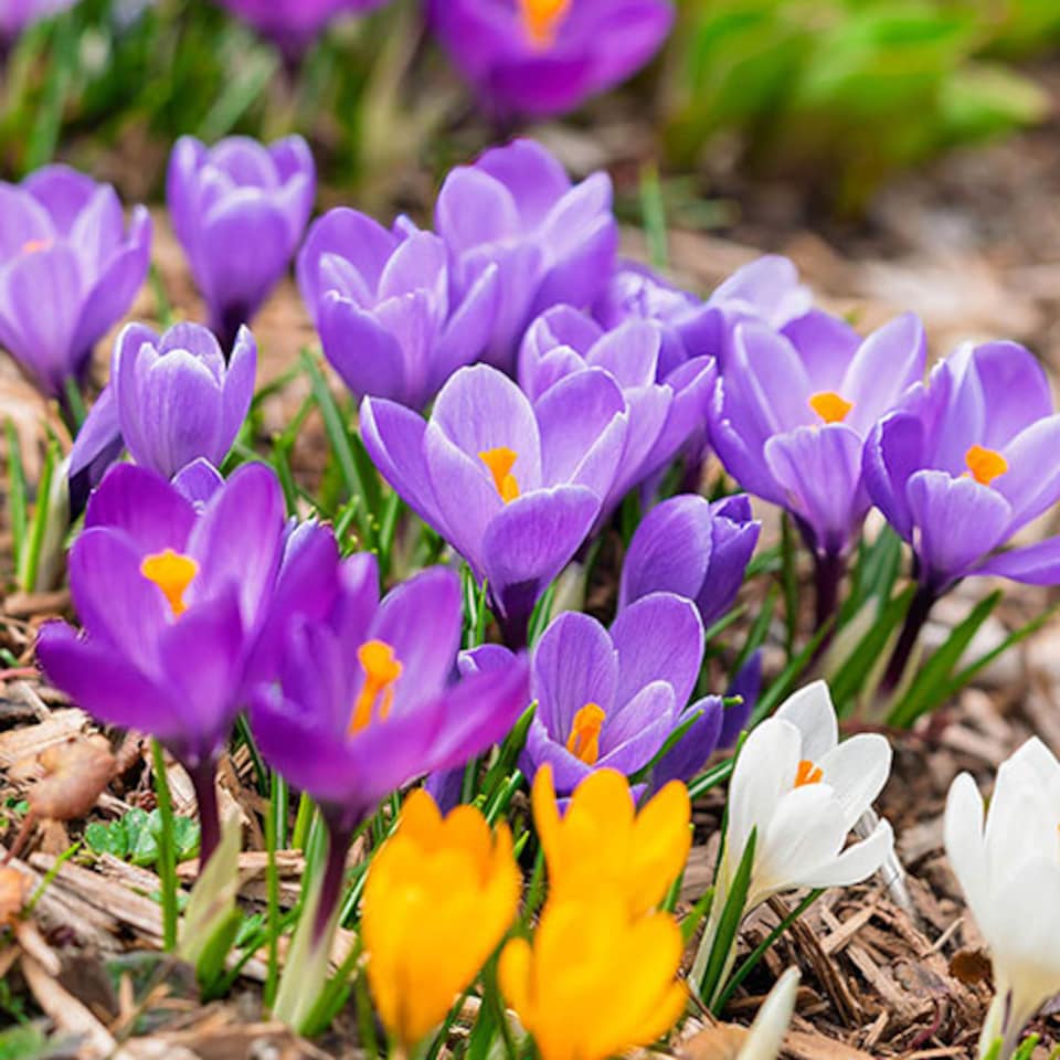 image 1 of YouGarden Crocus Species Mixed, Pack of 30 Bulbs, Spring Flowering Bulbs for Planting Now UK