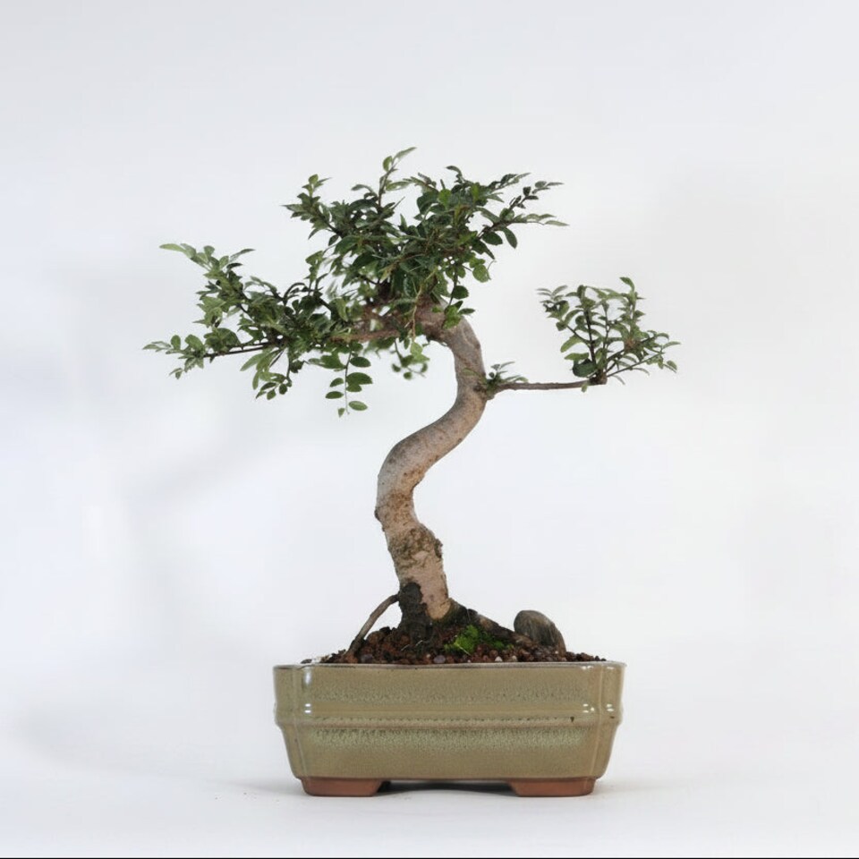 image 1 of Yorkshire Bonsai Chinese Elm (Ulmus Parvifolia) Bonsai Tree Shaped In 16cm Pot Great Gift
