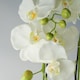 image 3 of Giant White Orchid Plant Artificial 189 flowers REAL TOUCH Botanik