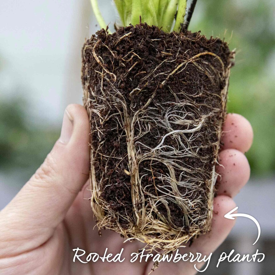image 1 of Flamenco Everbearing Strawberry 60 bare root