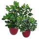 image 2 of Artificial Arboricola Plant Umbrella Tree Black Plastic Pot 55cm Light Plant Botanik