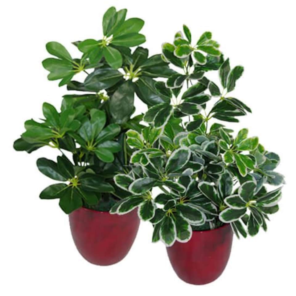 image 1 of Artificial Arboricola Plant Umbrella Tree Black Plastic Pot 55cm Light Plant Botanik