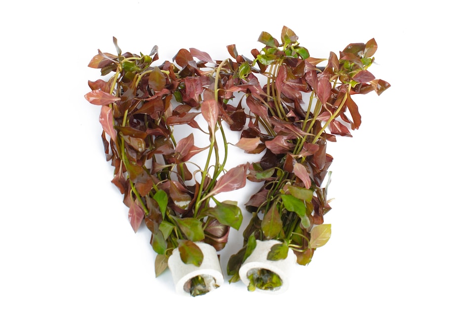 image 1 of Red Ludwigia (Ludwigia glandulosa) - Live Aquarium Plant for Midground Planting, No CO2 Needed - Fish Tank Plant