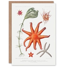 Vintage Marine Life Art Card Deep Sea Starfish Varieties
