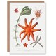 image 1 of Vintage Marine Life Art Card Deep Sea Starfish Varieties