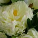 image 2 of 55cm Artificial White Peony Plant