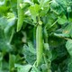image 1 of Marshalls Garden Pea Seeds 'Utrillo' RHS AGM Large Pods | Green | Green | Seeds