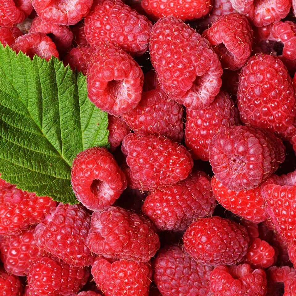 image 1 of Marshalls Garden Thornless Raspberry 'Autumn Treasure' UK-bred 10 bare root