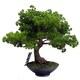 image 4 of 50cm Luxury Artificial  Pine Bonsai Tree | Green | One Size