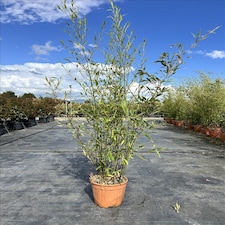 Extra Large Black Bamboo Phyllostachys Nigra 5ft Tall in a 10/12 Litre Pot By Direct Plants