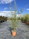 image 1 of Extra Large Black Bamboo Phyllostachys Nigra 5ft Tall in a 10/12 Litre Pot By Direct Plants