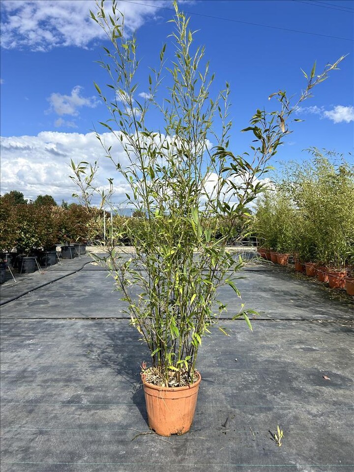 image 1 of Extra Large Black Bamboo Phyllostachys Nigra 5ft Tall in a 10/12 Litre Pot By Direct Plants