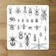image 2 of big set of insects bugs beetles and bees, fleas many species in vintage old hand drawn style (Placemat & Coaster Set)