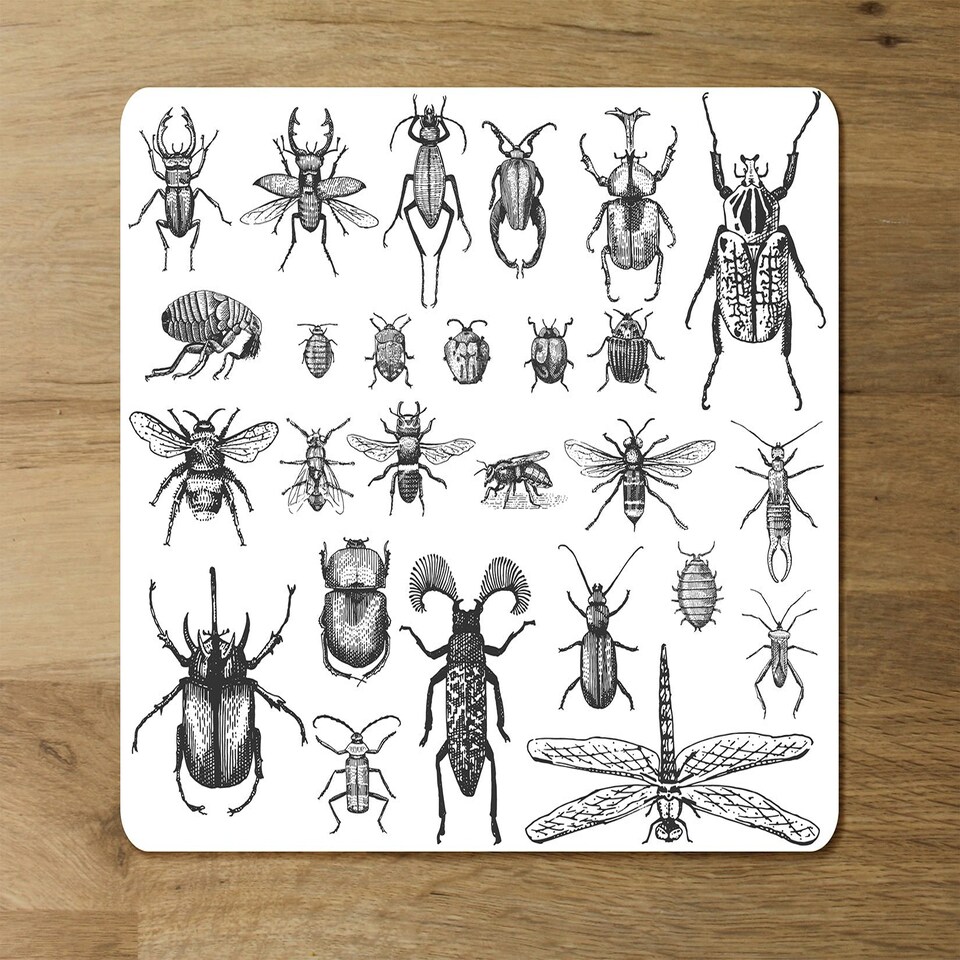 image 1 of big set of insects bugs beetles and bees, fleas many species in vintage old hand drawn style (Placemat & Coaster Set)