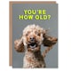 image 1 of Shocked Cockapoo How Old Joke Cockapoo For Him Birthday Card