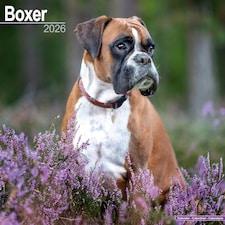 Boxer 2026 Calendar | Square Wall Calendar | Dog Breed Gift | Plastic Free Packaging | by Avonside Publishing