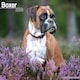 image 1 of Boxer 2026 Calendar | Square Wall Calendar | Dog Breed Gift | Plastic Free Packaging | by Avonside Publishing