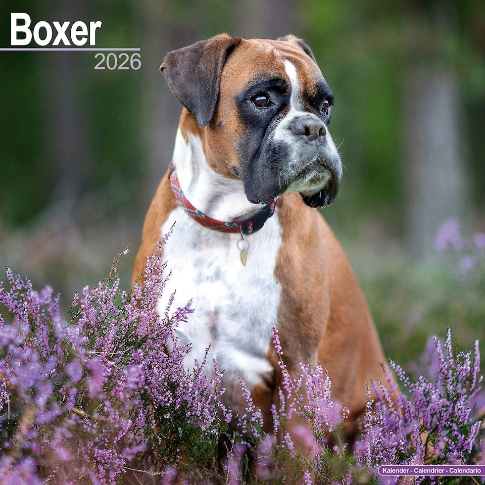 image 1 of Boxer 2026 Calendar | Square Wall Calendar | Dog Breed Gift | Plastic Free Packaging | by Avonside Publishing