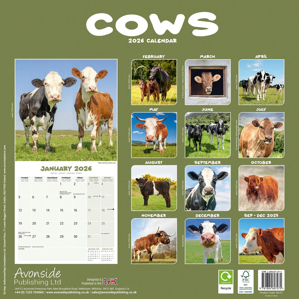 image 1 of Cows 2026 Calendar | Square Wall Calendar | Farm Animal Gift | Plastic Free Packaging | by Avonside Publishing