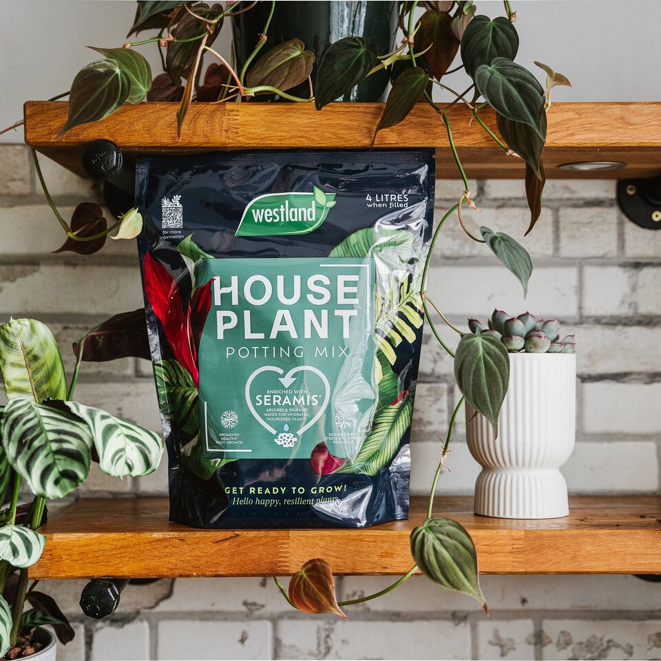 image 1 of Westland Houseplant Potting Mix