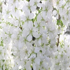Prunus Brilliant White Dwarf Patio Flowering Cherry Tree 3-4ft Supplied in a 5 Litre Pot