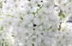 image 1 of Prunus Brilliant White Dwarf Patio Flowering Cherry Tree 3-4ft Supplied in a 5 Litre Pot
