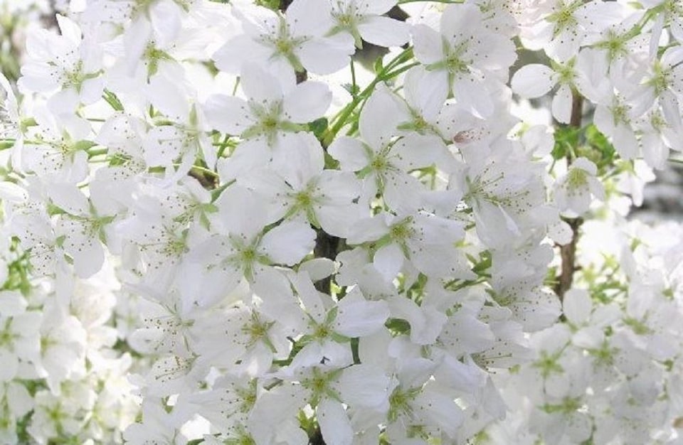 image 1 of Prunus Brilliant White Dwarf Patio Flowering Cherry Tree 3-4ft Supplied in a 5 Litre Pot