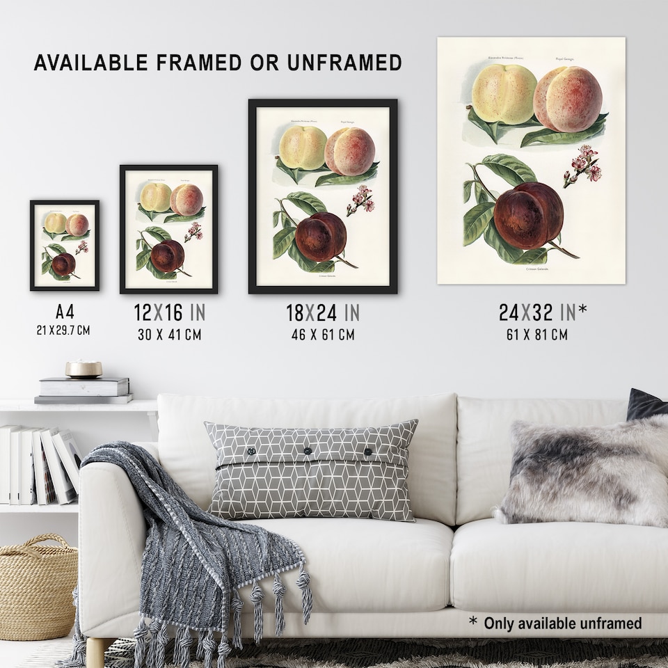 image 1 of Vintage Illustration of Peach Varieties Wright Huge Wall Art Print 18X24 In