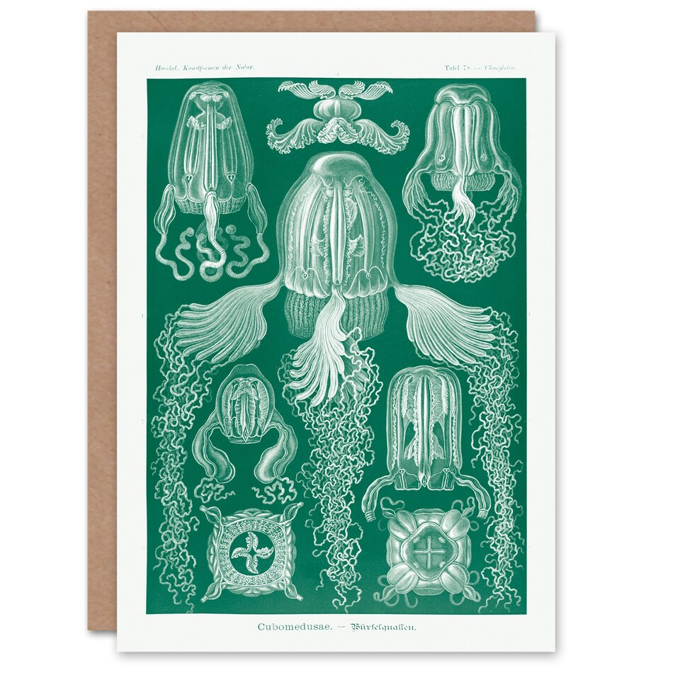 image 1 of Ernst Haeckel Art Card Cubomedusae Jellyfish Species