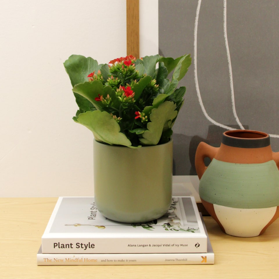 image 1 of 2 x Red Real Kalanchoe Plants Flaming Katy in 10.5cm Pots - Low Maintenance Live Flowering Succulent Houseplant