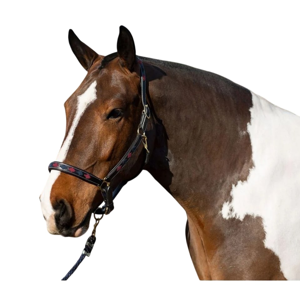 Gallop Diamond Leather Padded Horse Headcollar | Red | Navy/Burgundy | One Size | 1